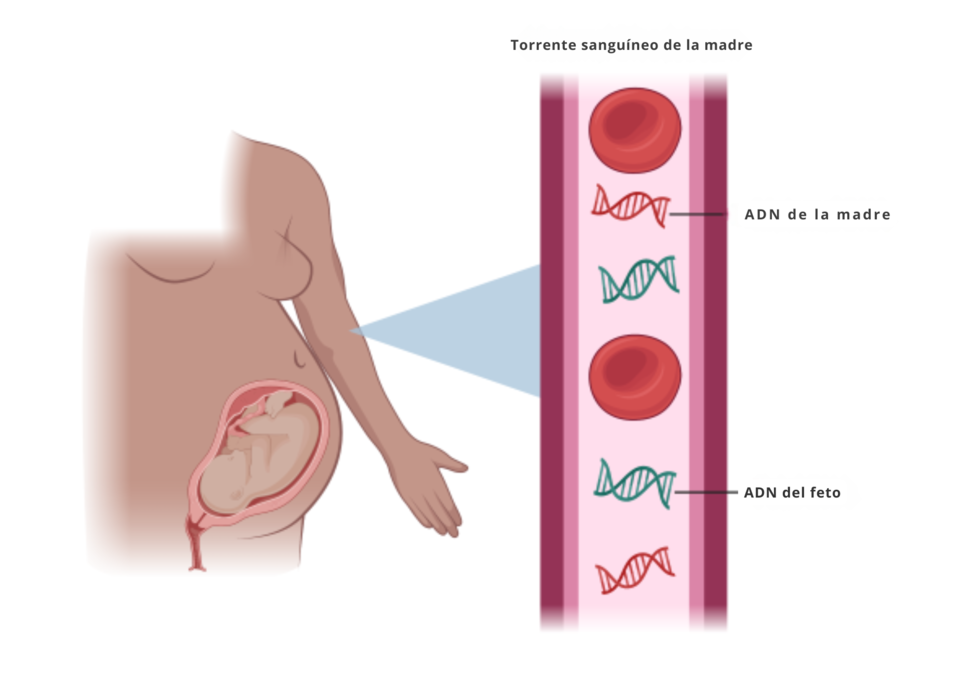 Imagen del torrente sanguíneo de una mujer embarazada, que señala el ácido desoxirribunocleico (ADN) de la madre y el ADN del feto.