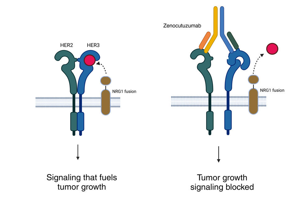 A schematic showing how zenocutuzumab blocks the activity of the NRG1 fusion protein.