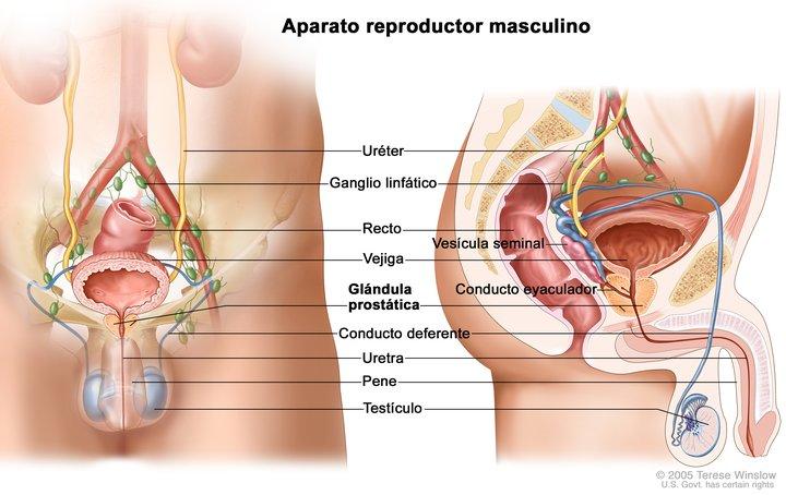 Anatomía del aparato reproductor y urinario masculino en la que se muestran la próstata, los testículos, la vejiga y otros órganos.