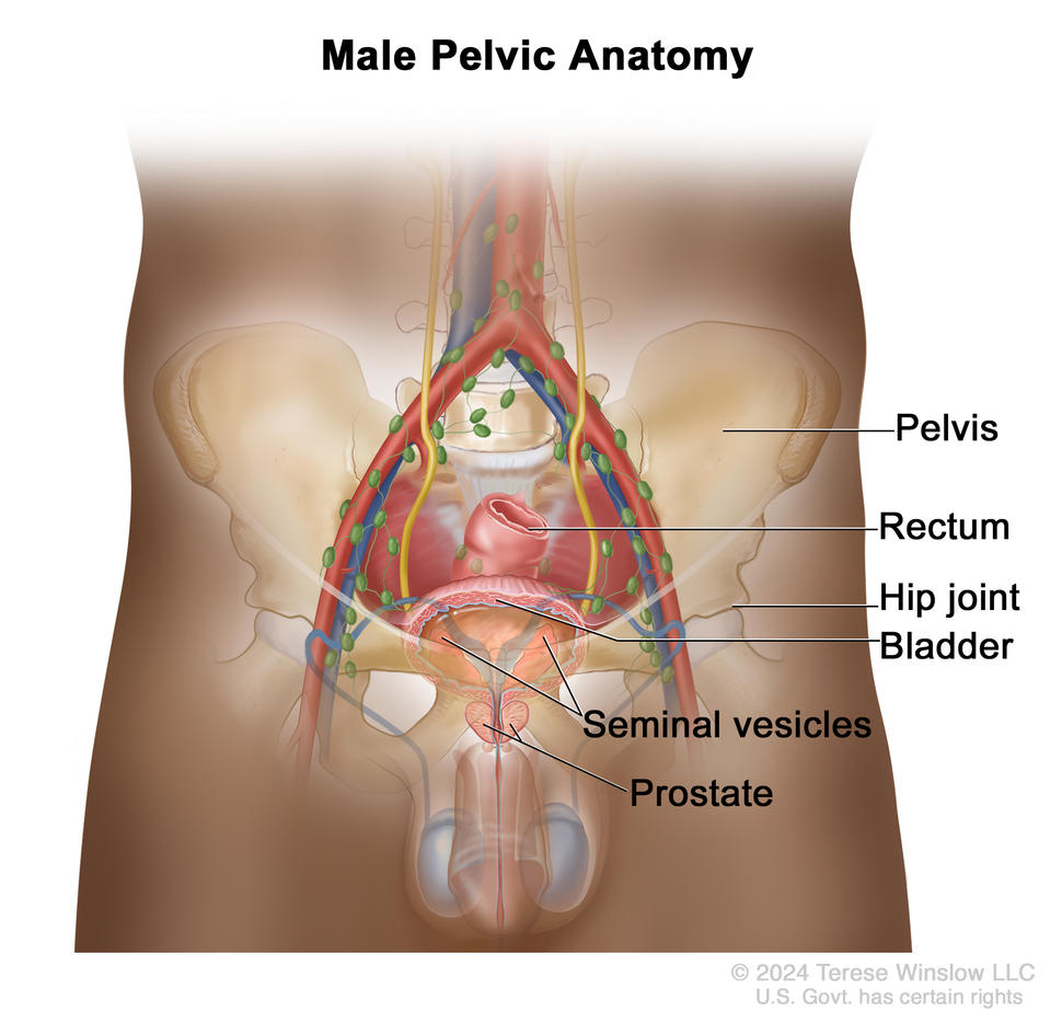Drawing of the anatomy of the male pelvis shows the pelvis, rectum, hip joint, bladder, seminal vesicles, and prostate.