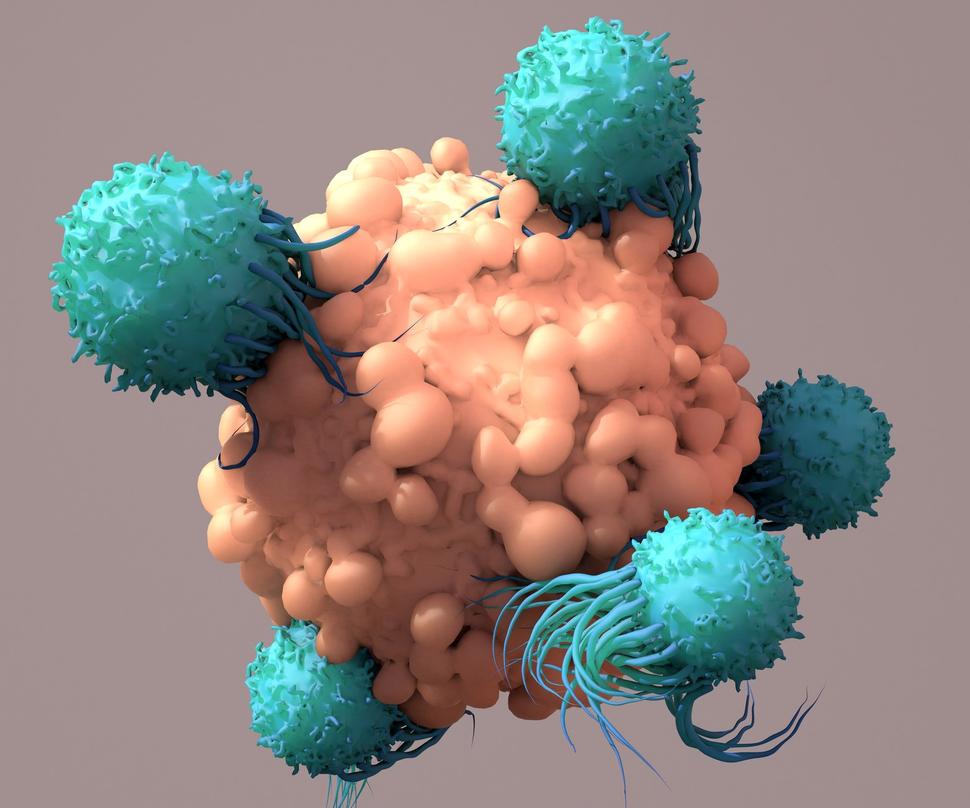 Illustration of multiple T cells, round and blue colored, attacking a tumor (orange-pink, round, and larger than the T cells)