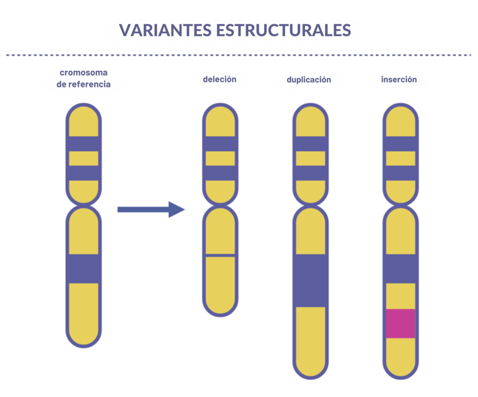 Cuatro hileras de cromosomas que muestran un original sin cambios (cromosoma de referencia) y tres con variantes llamadas deleción, duplicación e inserción.