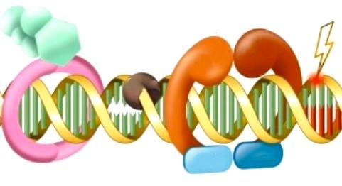 Illustration showing proteins helping to repair DNA damage.