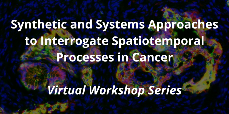 Banner with an immunofluorescent image of pre-cancerous pancreatic tissue in mice with the following text: “Synthetic and Systems Approaches to Interrogate Spatiotemporal Processes in Cancer Virtual Workshop Series”