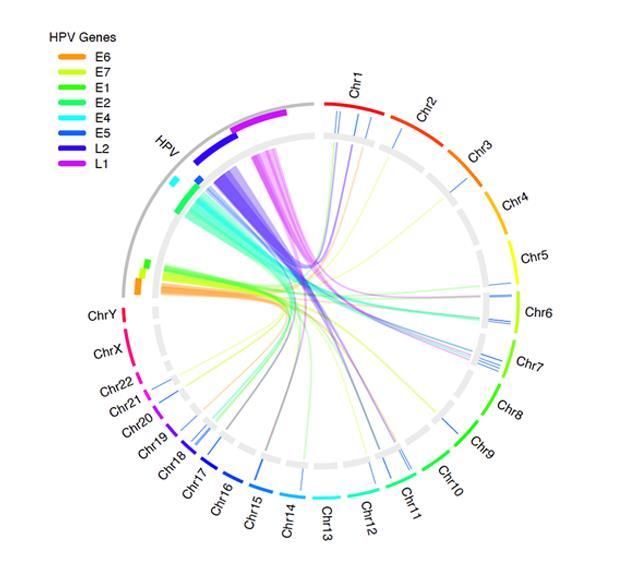 Circular image produced using OmicCircos