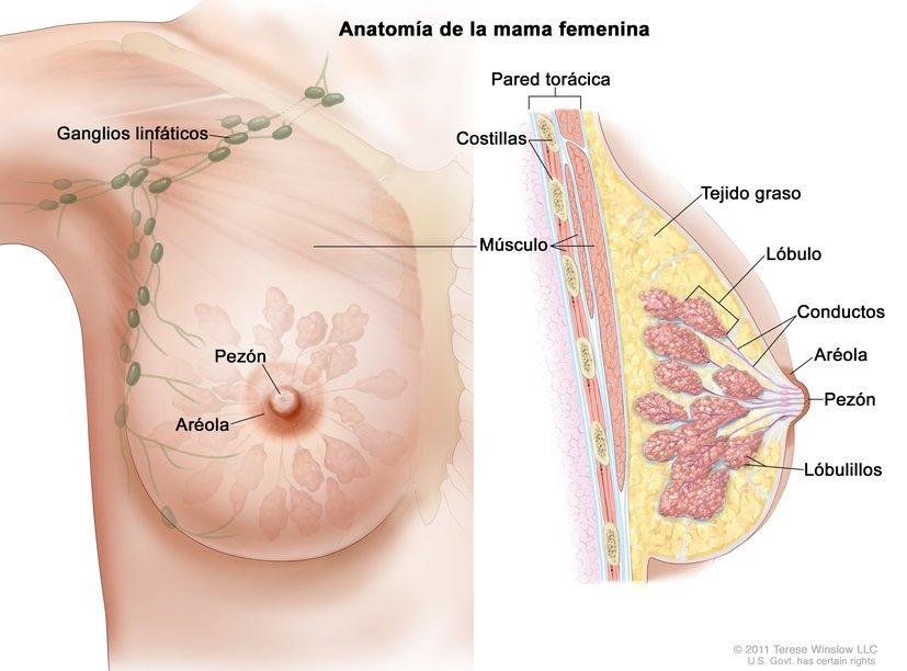 En el dibujo se observa la anatomía de la mama femenina. A la izquierda, en una vista frontal, se señalan los ganglios linfáticos que van desde la mama hasta la axila. A la derecha, en una vista lateral, se señalan la pared torácica, las costillas, el tejido graso, los lóbulos, los conductos y los lobulillos. Además, en ambas vistas se observa el músculo, el pezón y la aréola.