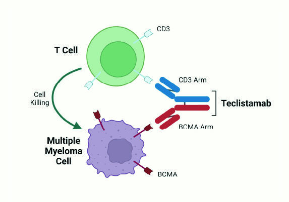 Diagram illustrating the mechanism of Teclistamab, a bispecific antibody. It connects a T cell to a multiple myeloma cell. This connection facilitates cell killing, as indicated by an arrow from the T cell to the myeloma cell.