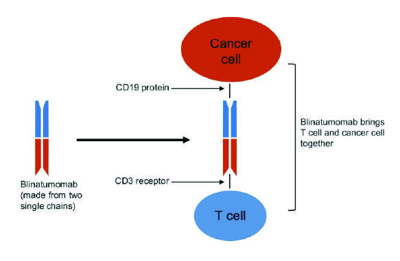 Illustration showing how blinatumomab brings a T cell and cancer cell together.