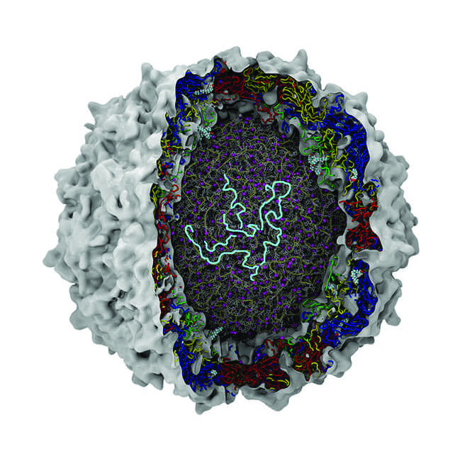 A 3D computer generated cutaway diagram of a poliovirus. The outer shell is bumpy and light grey. The inner layer below this has intricate, multicolored strands and patterns colored red, blue, green and yellow. The innermost core is made of grey and purple strands that are intricate and overlapping. A tangled light blue strand is visible in the very center.