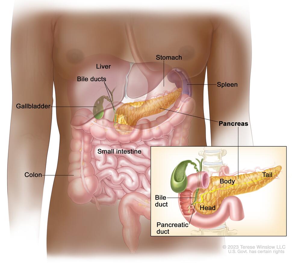 Drawing shows the pancreas, stomach, spleen, liver, bile ducts, gallbladder, small intestine, and colon. An inset shows the head, body, and tail of the pancreas. The bile duct and pancreatic duct are also shown.