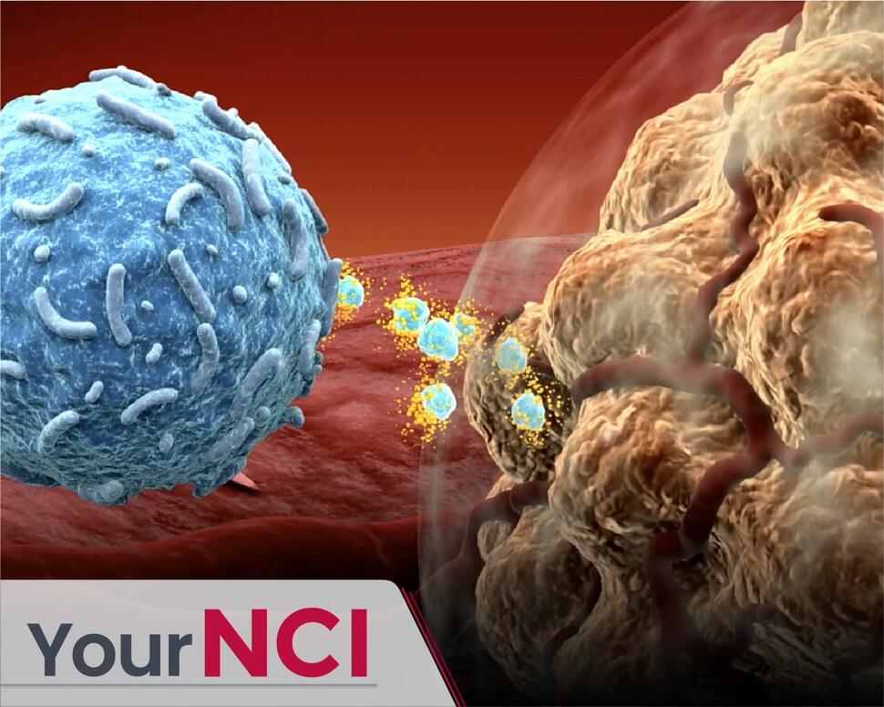 Illustration of an immune cell attacking cancer cells, representing checkpoint inhibitor therapy