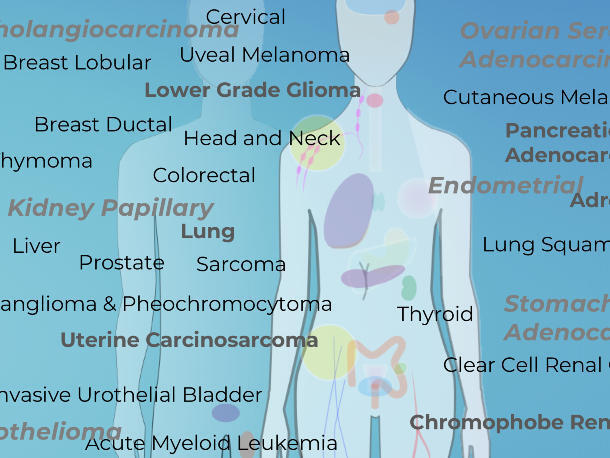 Image of a transparent body that you can see colored organs in with a shadow and words with different types of cancers around it