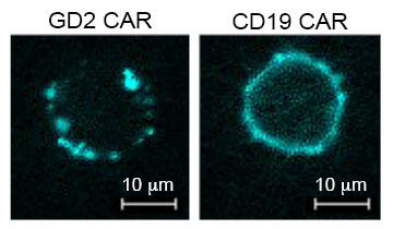 Fluorescent microscopy comparing GD2 and CD19 CAR T cell receptors