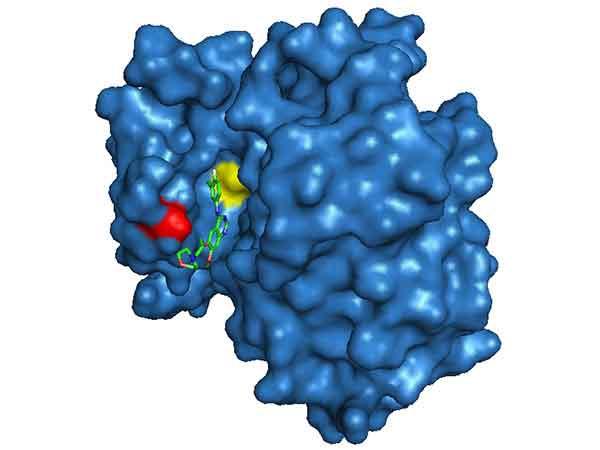A mutated epidermal growth factor receptor, pictured as a blue blobby structure, has a small section of red and a small section of yellow, bound by a chain-like structure (Gefitinib).
