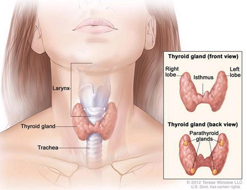An illustration of the lower head and neck labeling the larynx, thyroid gland and trachea. An inset illustration shows a front and back view of the thyroid gland, labeling the left and right lobes, the isthmus, and parathyroid glands. 