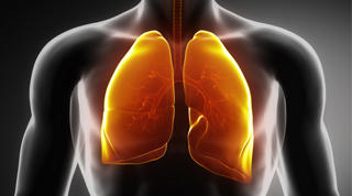 3D medical illustration showing the human respiratory system with highlighted lungs in orange/yellow glowing within a transparent torso, displaying the bronchial tree structure.