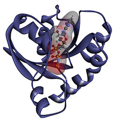 Computer generated image of a RAS protein. Curly strands on either side make the overall protein appear heart-shaped; in the center of the strands, a cylindrical shape contains a chain of amino acids which appear as small spheres connected by lines.