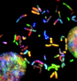 Small, multi-colored chromosomes floating on a black background, with two larger multicolored circles on either side.