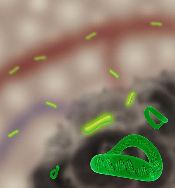 Image of DNA minicircles
