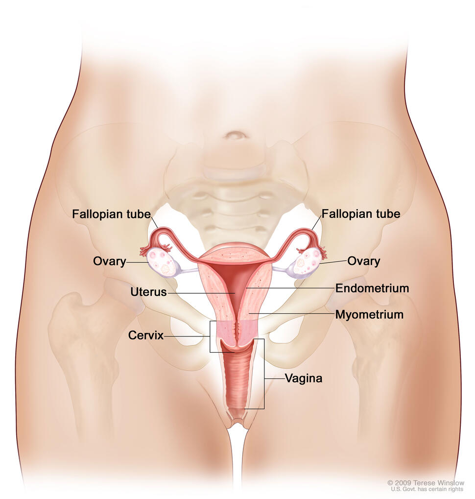 An illustration of the female reproductive system, labeling the two fallopian tubes, two ovaries, endometrium, myometrium, vagina, cervix, and uterus.
