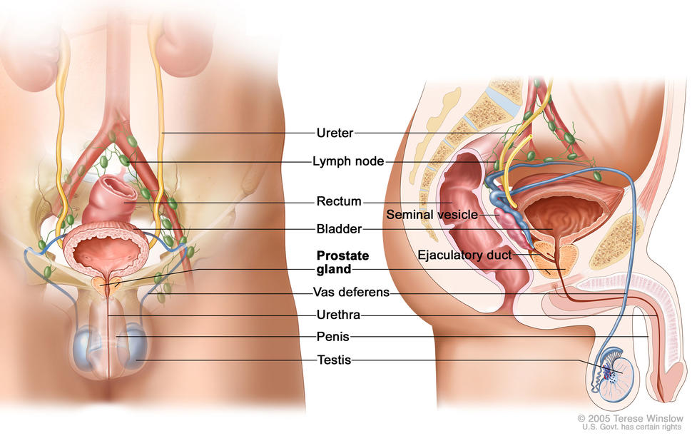 Anatomy of the male reproductive and urinary systems showing the prostate, testicles, bladder, and other organs.