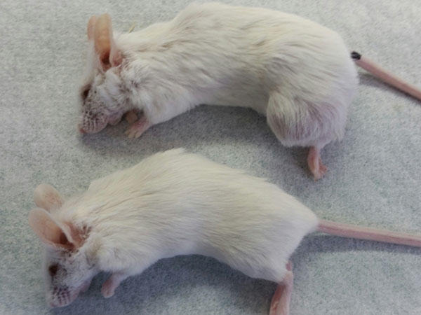 Two white mice laying on a table.