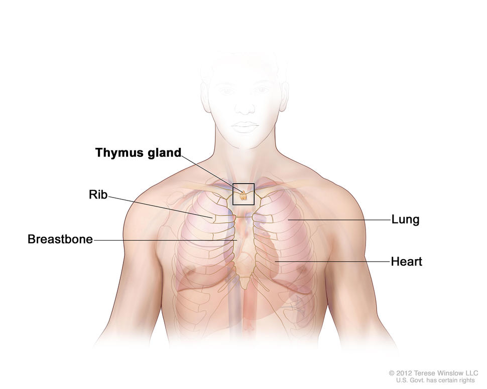 Anatomy of the thymus gland; illustration shows the thymus gland in the upper chest under the breastbone. Also shown are the ribs, lungs, and heart.
