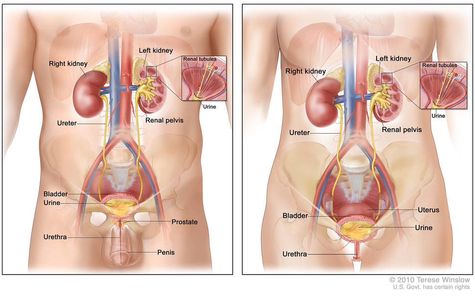 Anatomical diagrams comparing male urinary system (left) and female urinary system (right), showing kidneys, renal pelvis, ureters, bladder, urethra, and renal tubules. The left diagram also includes the prostate, while the right includes the uterus.