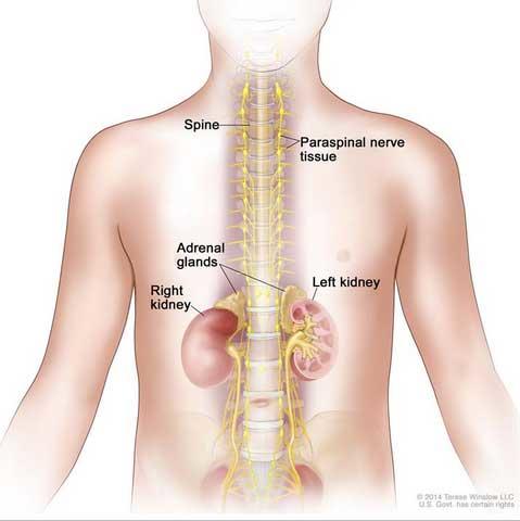 Illustrated diagram of spine, kidneys, and adrenal glands
