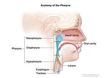 An illustrated cross section of the head and neck, with labels focusing on the pharynx, nasal and oral cavities. The pharynx section further labels the nasopharynx, oropharynx, and hypopharnyx. The larynx, esophagus and trachea are also labeled.