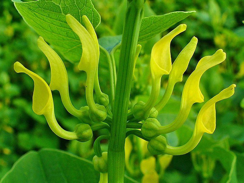 Aristolochia clematitis, planta que contiene ácidos aristolóquicos.