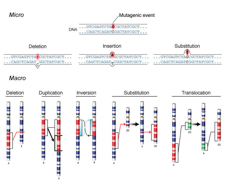 Genetic mutations result from DNA copying mistakes, shown at the micro and macro level. Micro and macro both have deletion and substitution scenarios. Micro has insertion, and macro has duplication, inversion, and translocation.