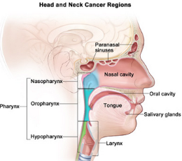 An illustrated cross section of the head and neck, labeled “Head and Neck Cancer Regions.” The illustration labels the paranasal sinuses, nasal cavity, oral cavity, tongue, salivary glands, larynx, and pharynx. The pharynx section further labels the nasopharynx, oropharynx, and hypopharnyx.