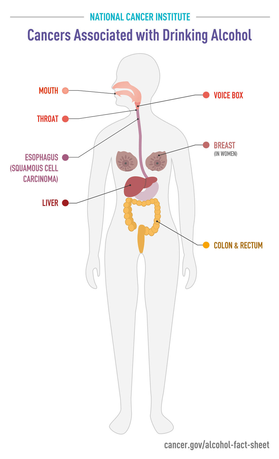 The graphic shows sites in the body where alcohol-caused cancers can form