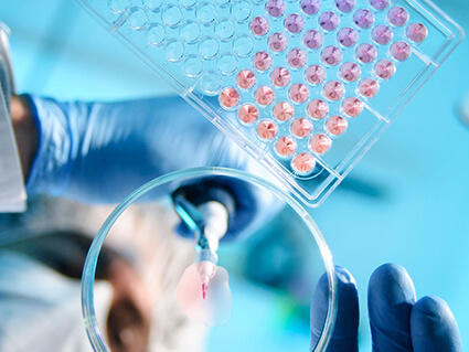 A lab technician hands using a pipette and petri dish.