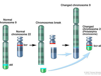 Illustration of chromosomal translocation involving chromosomes 9 and 22, showing chromosomal breaking and exchange, that results in the Philadelphia chromosome. The illustration highlights the abl gene on chromosome 9 and the bcr gene on chromosome 22, which form the bcr-abl fusion on the altered chromosome 22.