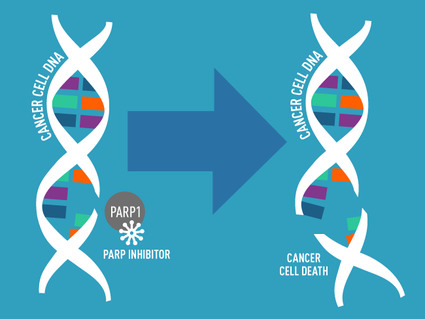 Illustration showing the effect of a PARP inhibitor on cancer cell DNA. On the left, intact DNA strands labeled "Cancer Cell DNA" are shown with a PARP1 enzyme. An arrow points to the right, indicating the action of the PARP inhibitor, leading to broken DNA strands and labeled "Cancer Cell Death."