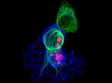 A killer T cell (blue) engaging a target cell, with cell-killing molecules (red) traveling along the target cell's cytoskeleton (green).