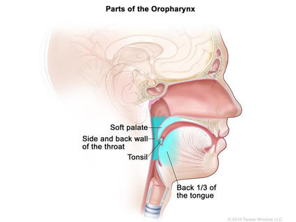 An illustrated cross section titled “Parts of the Oropharynx.” A side view of the head labels the soft palate, back 1/3 of the tongue, tonsil and side and back wall of the throat. 