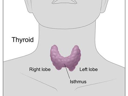 Schematic of a thyroid gland.