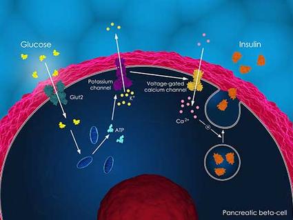 Illustration of insulin secretion in a pancreatic beta cell showing glucose uptake, ATP production, potassium and calcium channel activation, and insulin release.