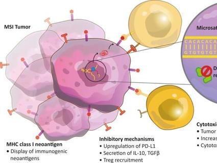 Illustration of an MSI tumor showing immune response, mismatch repair deficiency, and microsatellite instability with interactions between tumor cells and T lymphocytes.