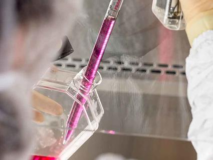 Laboratory researcher using a pipette to draw up a pink-colored liquid from a glass flask in a sterile laboratory environment