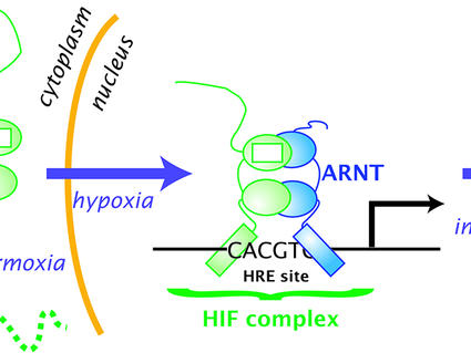 Diagram of HIF cycle