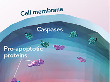 Illustration of venetoclax inhibiting the BCL-2 protein, promoting cancer cell death in chronic lymphocytic leukemia.