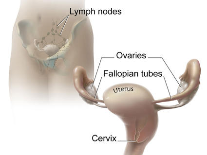 Anatomy of cervix, uterus, and fallopian tubes.
