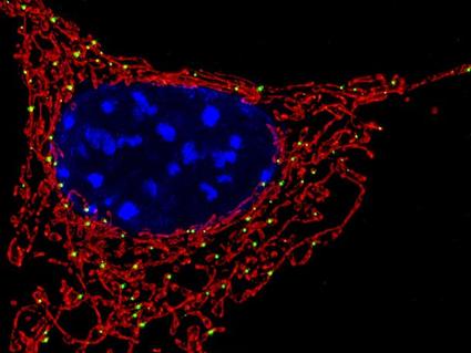 Fluorescent microscope image showing cellular mitochondria in red surrounding blue-stained cell nuclei, demonstrating where cellular metabolism occurs within the cell structure.