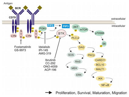 A complex diagram showing how acalabrutinib (ACP-196) targets BTK. The diagram shows a difference between extracellular vs intracellular activity. 