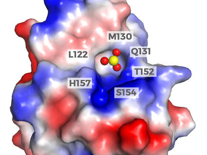 A model representing the crystal structure of arsenic (red and yellow spheres) interacting with and inhibiting the activity of the Pin1 protein (red, white, and blue).