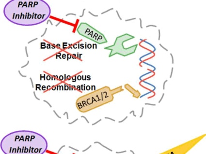 Illustration of PARP Inhibitor Cancer Cells